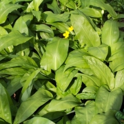 Medvehagyma